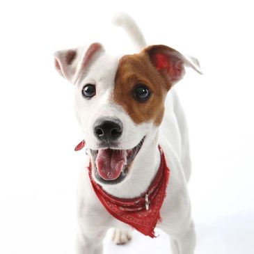 Dog bandana
