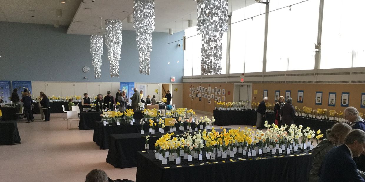 Greenwich Daffodil Society Connecticut Daffodil Society