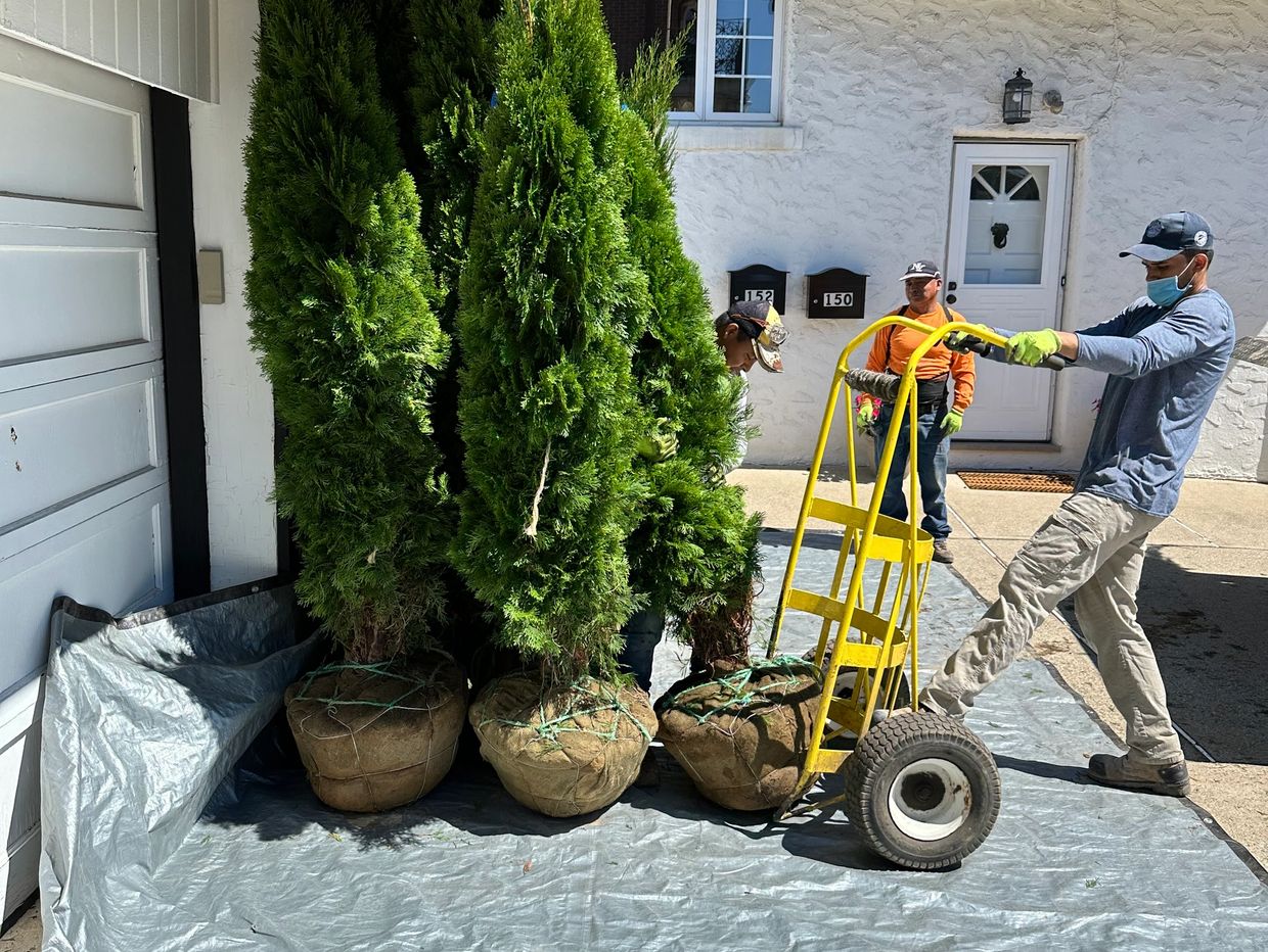 Workers unloading large wrapped trees in front of a house on a tarp.