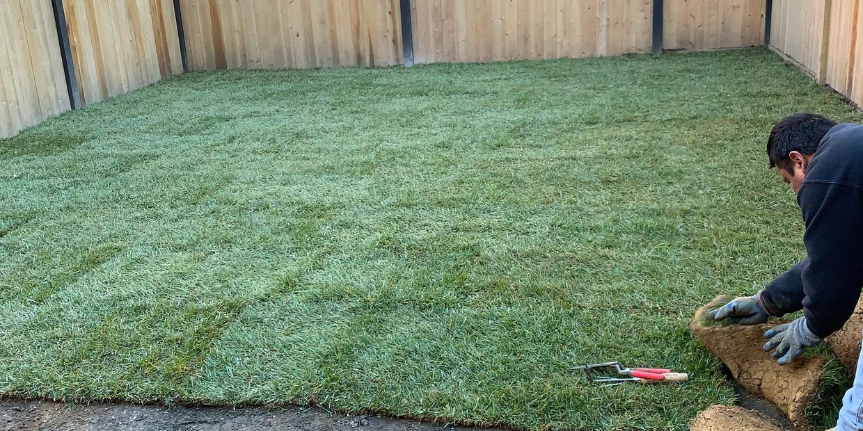 A person laying sod to create a fresh lawn in a fenced backyard.