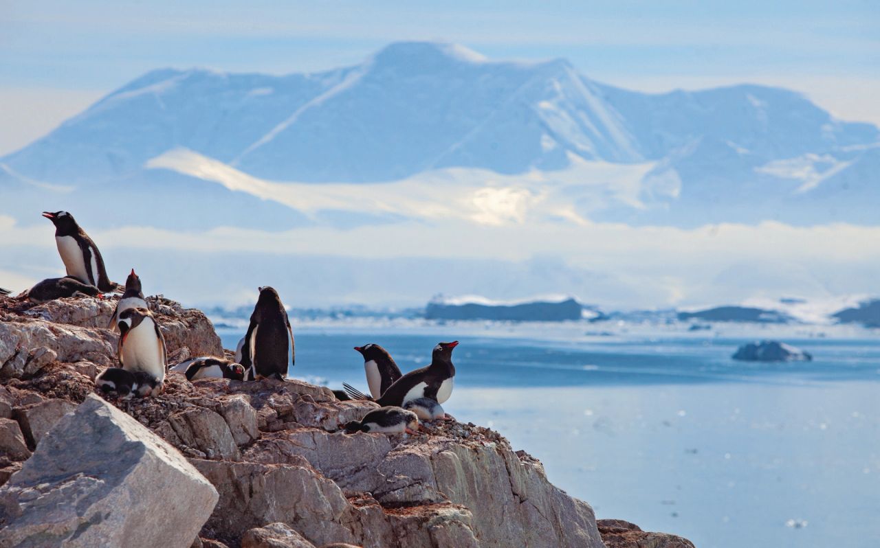 Gentoo penguins in Antarctica