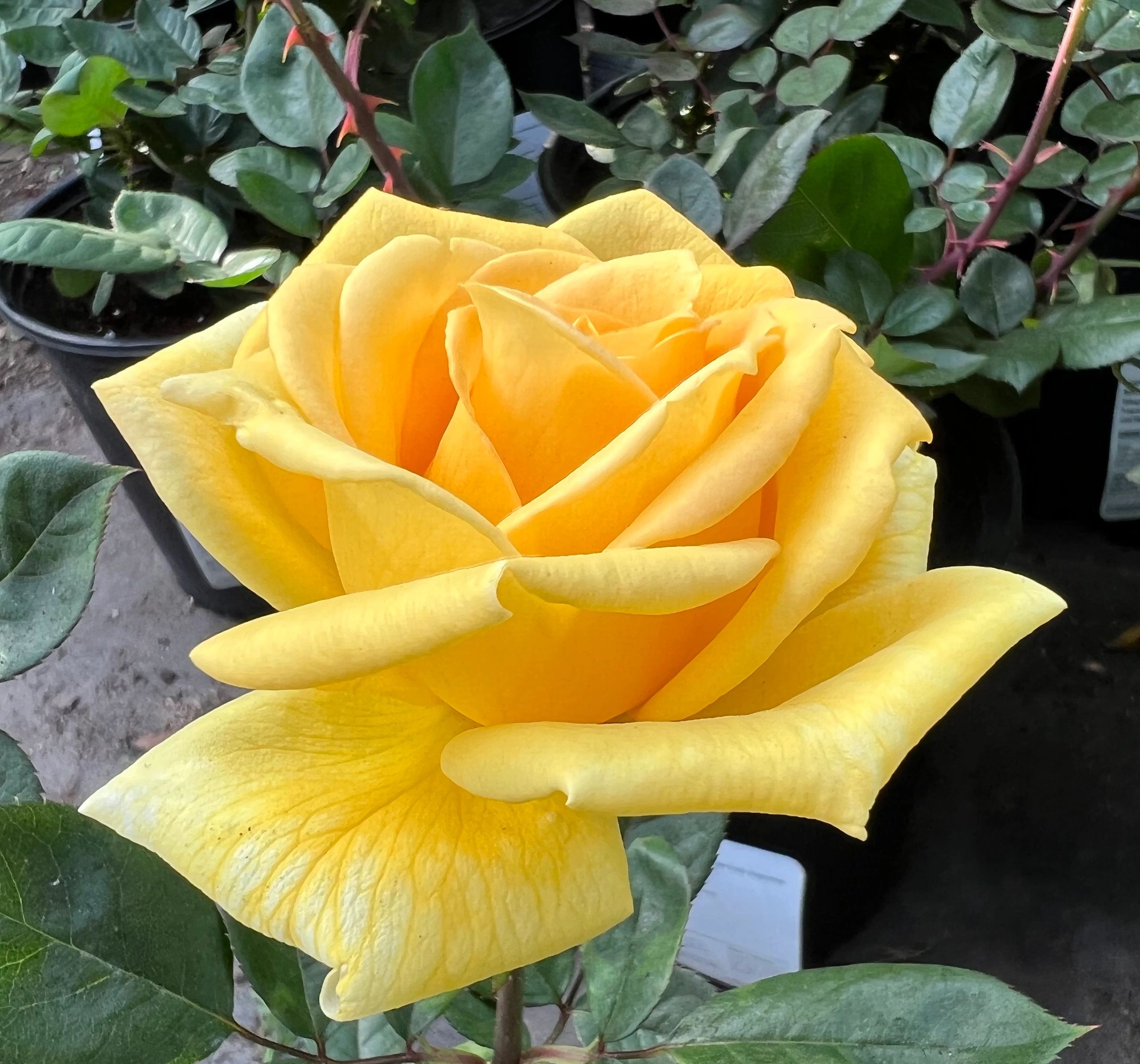 Tree of Life Nursery Nursery, Garden Center, Landscaping