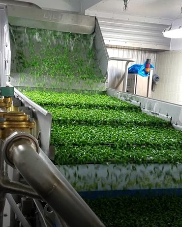 Green vegetables on a conveyor belt in a processing plant.