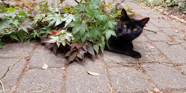 Black cat peeking from leaves on a paved path.