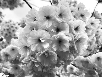 Blossom to show my love of nature and the seasons