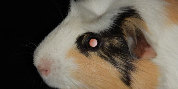 Guinea Pig