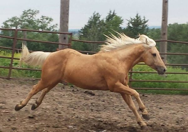 A palomino horse running in a fenced area.