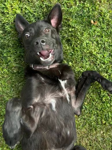 Happy black dog lying on grass.