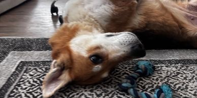 Dog lying on a carpet with a toy.