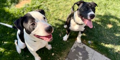 Two happy black and white dogs sitting on grass.