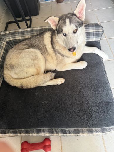 Husky dog resting on a dog bed.