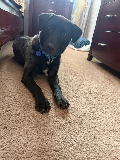 Black dog lying on carpet looking at the camera.