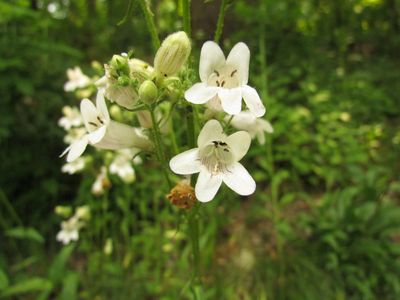 Friends of Pinchot State Park