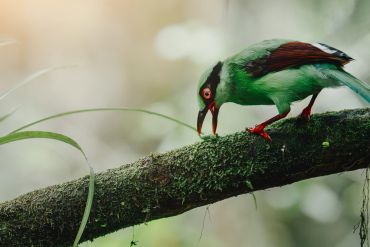 A green bird pecking on a branch.