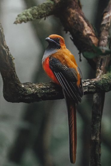 Colorful bird perched on a branch in the forest.