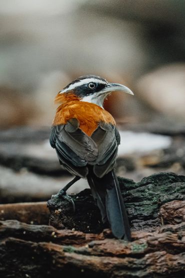A bird with an orange and black plumage perched on a log.