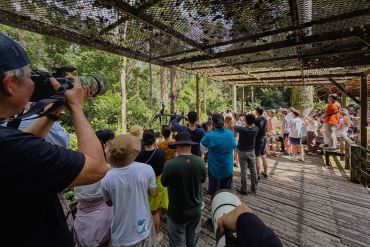Crowd watching and photographing an animal.