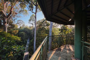 Balcony overlooking a lush forest with tall trees.