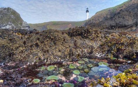 Yaquina Lighhouse & tidepools