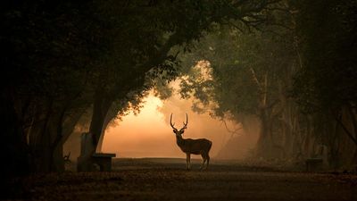 A deer standing on a path surrounded by trees at sunset.