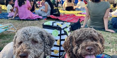 dogs and picnic at a public music event