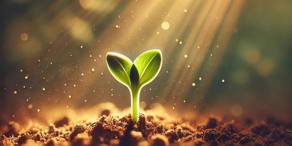 A sprout representing growth 