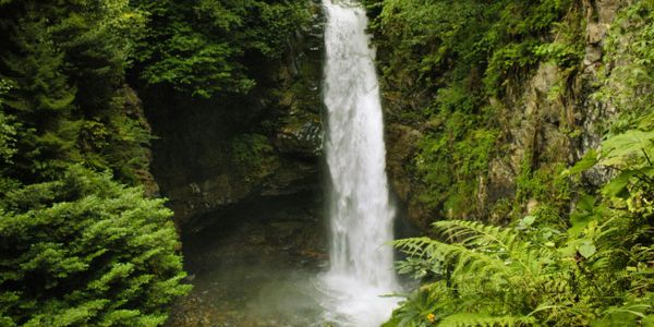 A serene waterfall surrounded by lush green foliage.