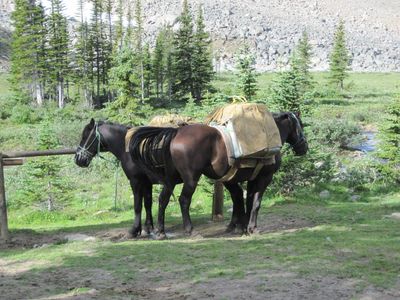 Canadian Horses, Skyline Trail Rides, Jasper