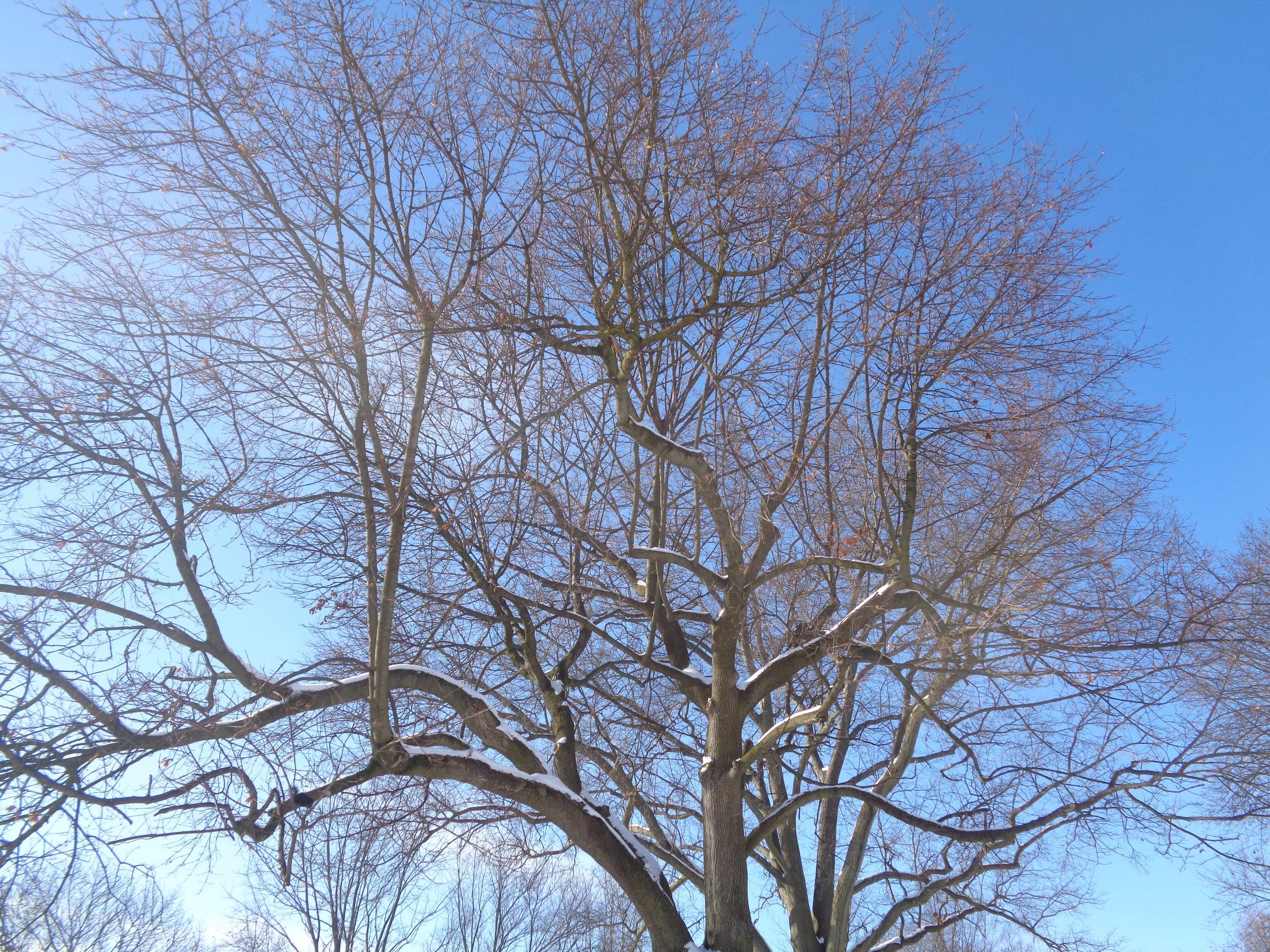 philosopherstree.com - Philosophy, Blog, Blog Sites