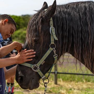 Quiet moments with fresian gelding.