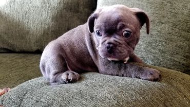 Cute puppy resting on a green couch.