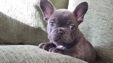 Adorable French Bulldog puppy with big ears on a green couch.