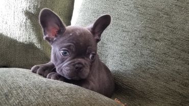 Close-up of a curious French Bulldog puppy on a green couch.