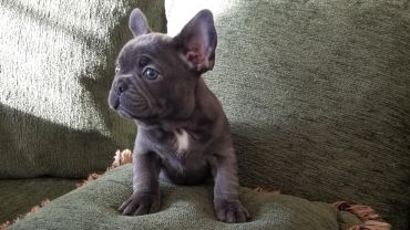 A small gray French Bulldog puppy sitting on a green couch.