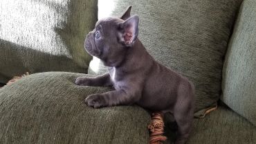A curious French Bulldog puppy on a green couch looking to the side.