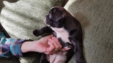 A small black and white puppy being held.