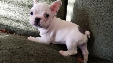 A small white French Bulldog puppy with a black spot on a green couch.