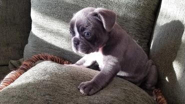Small gray puppy sitting on a couch.