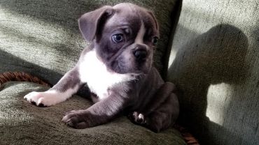 Cute puppy sitting on a green textured couch.