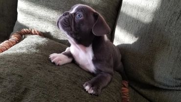Cute black and white puppy on a green couch.
