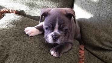 Sad-looking puppy lying on a green couch.