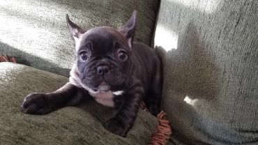 Cute black French Bulldog puppy lying on a green couch.