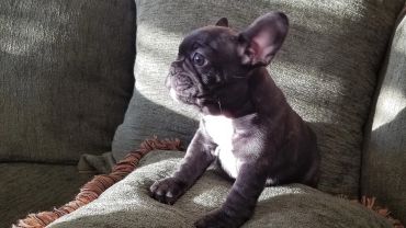 A small black French Bulldog puppy sitting on a couch.