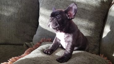 A black French Bulldog puppy sitting on a couch.