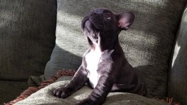 Black puppy sitting on a couch looking up.