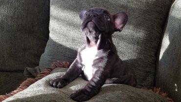 Black puppy lying on a couch looking up.