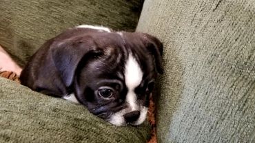 Adorable black and white puppy lying on a green couch.