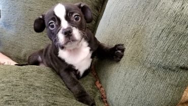 Curious black and white puppy on a green couch.