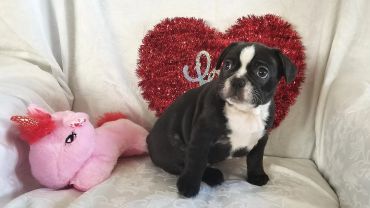 A black and white puppy with a pink stuffed unicorn and a heart decoration.