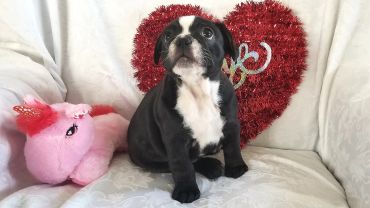 Cute black and white puppy with a red heart decoration.